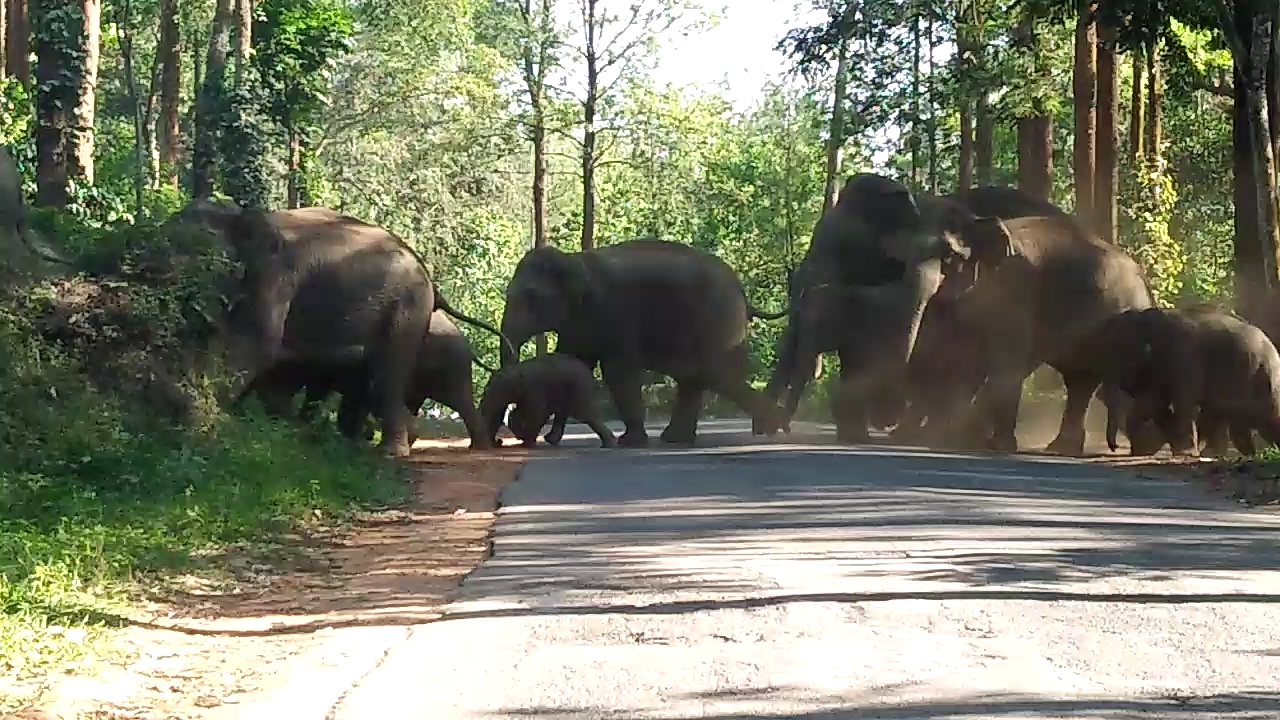 ಮುಖ್ಯ ರಸ್ತೆಯಲ್ಲಿ ಕಾಡಾನೆಗಳ ಹಿಂಡು: ಆತಂಕದಲ್ಲಿ ಗ್ರಾಮಸ್ಥರು